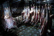  تولید گوشت قرمز ۱۹ درصد افزایش یافت  