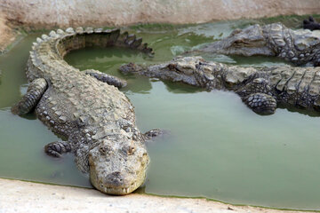پرورش تمساح گاندو در چابهار
