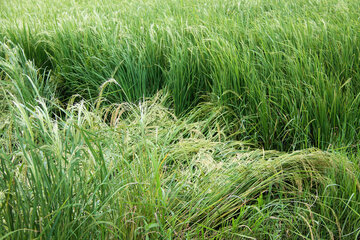 وارد شدن خسارت به مزارع برنج آستارا
