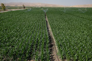 عملیات اجرایی سیستم یکپارچه اطلاعات کشاورزی در کردستان شروع بکار کرد
