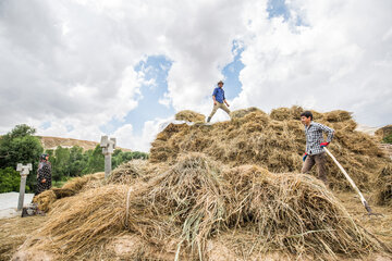 روستای امرالله