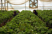 گلخانه‌های کردستان ۵۴۷ میلیارد ریال تسهیلات گرفتند