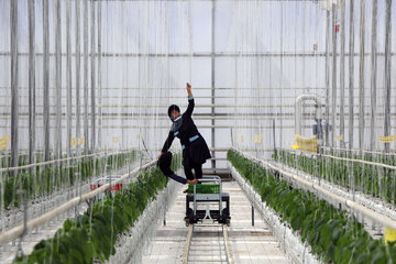 رفع چالش‌های کشاورزی با ورود فناوری‌های نوین