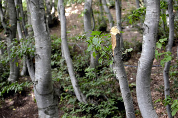 «ویستان» ؛ دریاچه ای که دیگر بکر نیست