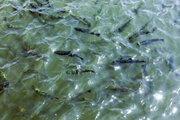 رهاسازی ۴۰۰ میلیون بچه ماهی در رودخانه‌های کشور