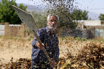 برداشت تخمه آفتابگردان از مزارع خراسان شمالی