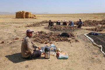 برداشت تخمه آفتابگردان از مزارع خراسان شمالی