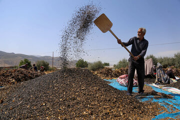 برداشت تخمه آفتابگردان از مزارع خراسان شمالی
