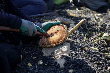 برداشت تخمه آفتابگردان از مزارع خراسان شمالی