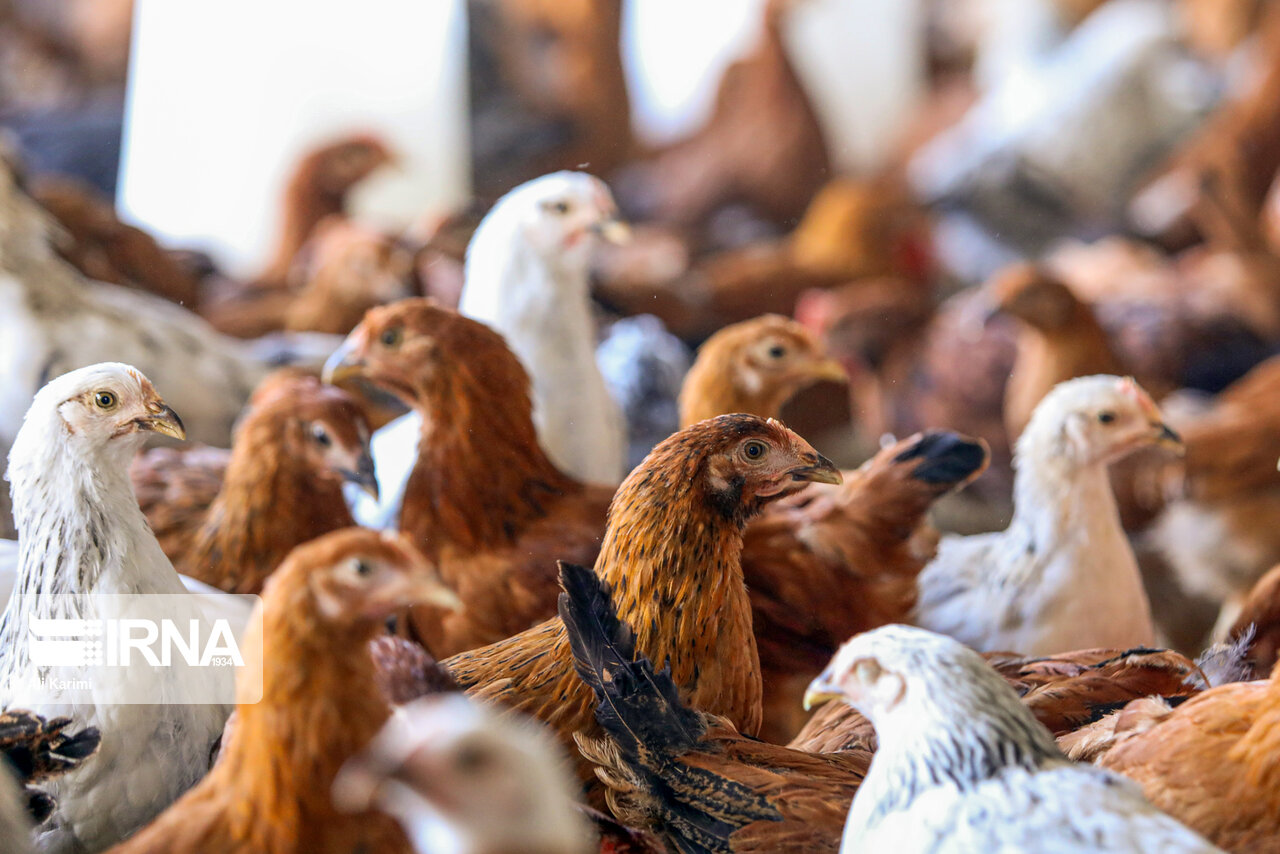 ۶۵۰۰ کیلوگرم مرغ زنده خارج از شبکه در پاکدشت کشف شد