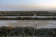 خشکسالی در کمین ۳۵ هزار هکتار از مزارع گنبدکاووس است