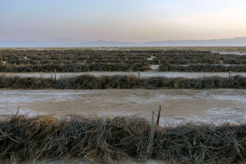 خشکسالی در کمین ۳۵ هزار هکتار از مزارع گنبدکاووس است