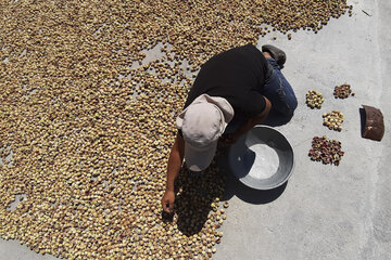 Recolección de higos en Estahban