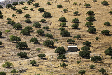 Recolección de higos en Estahban