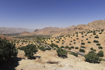 Recolección de higos en Estahban