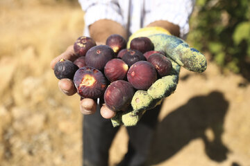 Recolección de higos en Estahban