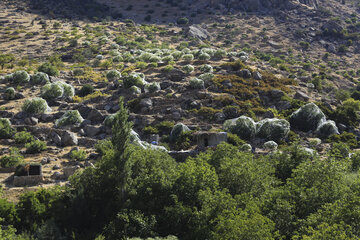 Recolección de higos en Estahban