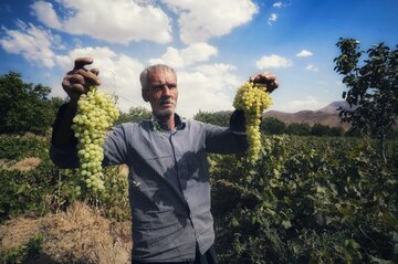 مصرف سموم کشاورزی در خراسان‌شمالی پایینتر از میانگین کشوری است