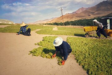 برداشت انگور و استحصال کشمش در ملایر‎