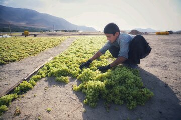 تهیه کشمش در «دره جوزان»