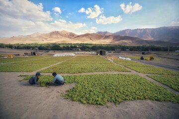 تهیه کشمش در «دره جوزان»