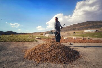 تهیه کشمش در «دره جوزان»