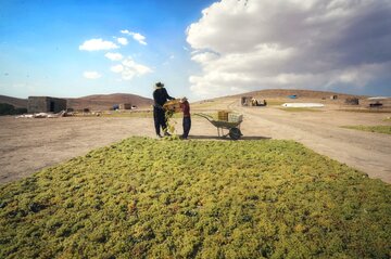 تهیه کشمش در «دره جوزان»