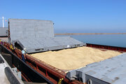 چین در واردات گندم رکورد زد 