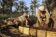 حضور پررنگ دلالان چالش جدی بخش کشاورزی است