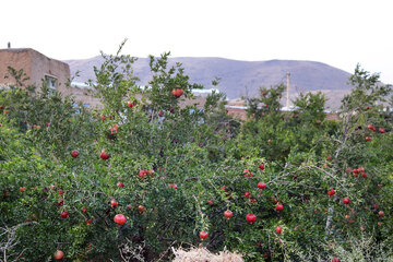 روستای «گورجین قلعه» نماد ایستادگی برای ایران