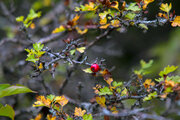 Otoño en Yahannama, norte de Irán