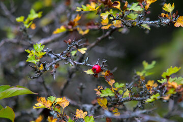 Otoño en Yahannama, norte de Irán