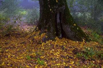 Otoño en Yahannama, norte de Irán