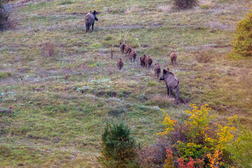 Otoño en Yahannama, norte de Irán