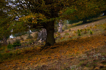 Otoño en Yahannama, norte de Irán