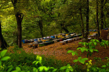 Otoño en Yahannama, norte de Irán