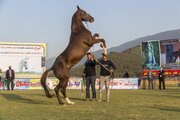 Schönheitswettbewerb für Pferde