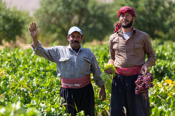 برداشت انگور در فرخشهر