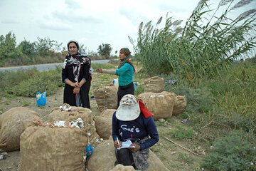 برداشت پنبه از مزارع استان گلستان