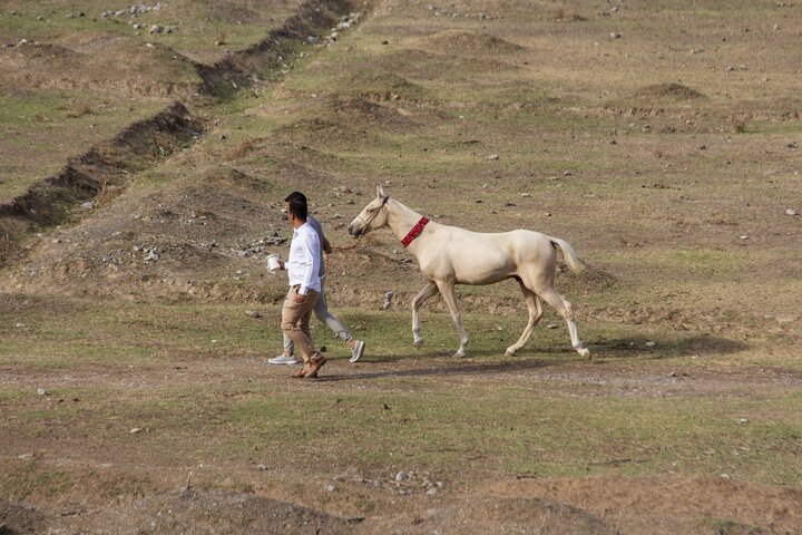 Национальный «конкурс красоты» лошадей туркменский породы в Алиабад-Катуле, Голестан