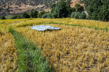 Le début de la saison des récoltes de riz dans le sud-ouest de l'Iran