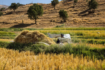 Le début de la saison des récoltes de riz dans le sud-ouest de l'Iran