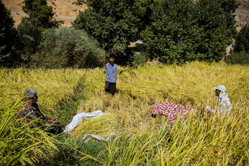 Le début de la saison des récoltes de riz dans le sud-ouest de l'Iran