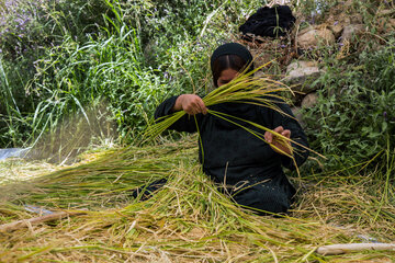 Le début de la saison des récoltes de riz dans le sud-ouest de l'Iran