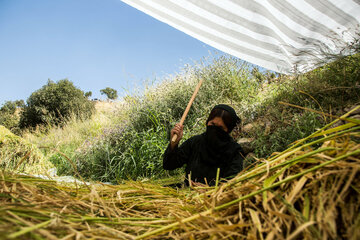 Le début de la saison des récoltes de riz dans le sud-ouest de l'Iran