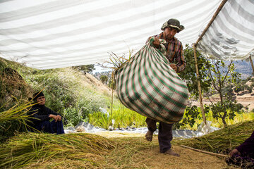 Le début de la saison des récoltes de riz dans le sud-ouest de l'Iran