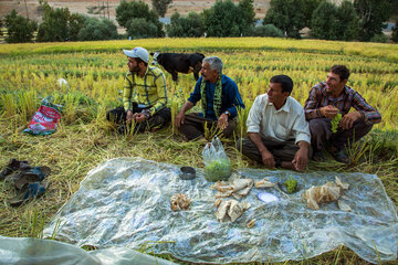 Le début de la saison des récoltes de riz dans le sud-ouest de l'Iran