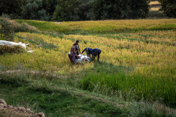 Le début de la saison des récoltes de riz dans le sud-ouest de l'Iran