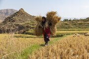 همایش روز زن روستایی ۲۸ مهرماه مجازی برگزار می شود