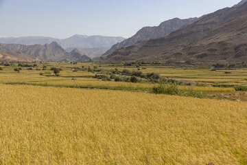 اثربخشی فاز اول طرح ۵۵۰ هزار هکتاری خوزستان و ایلام بررسی می‌شود